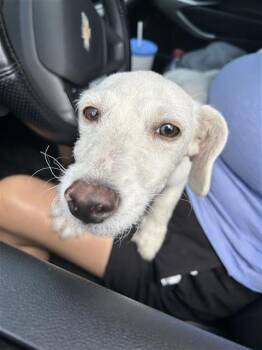 DAMON -  Terrier Dog for Adoption in San Antonio, Texas - DAMON | PetCurious