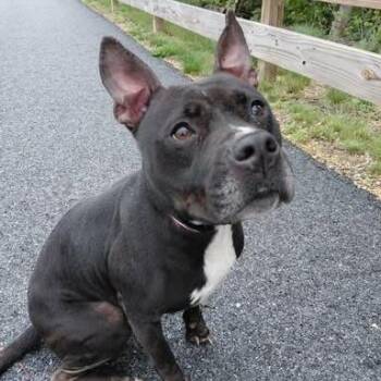 Raven -  Pit Bull Terrier Dog Available for Adoption in Martinsburg, West Virginia - Raven | PetCurious