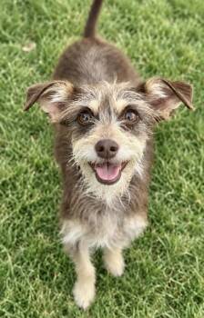 Mary -  Terrier Dog for Adoption in Manhattan Beach, California - Mary | PetCurious