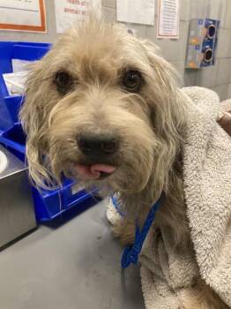 JAX -  Maltese and Mixed Breed Dog for Adoption in Dallas, Texas - JAX | PetCurious