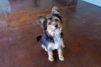 Trix -  Yorkshire Terrier and Terrier Dog for Adoption in San Antonio, Texas - Trix | PetCurious