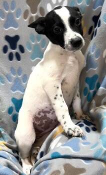 Rescue Mixed Breed Dogs for Adoption in Kenosha, Wisconsin - Zendaya | PetCurious