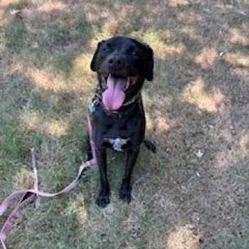 Rescue Labrador Retriever Dogs for Adoption in Manhasset, New York - Knight | PetCurious