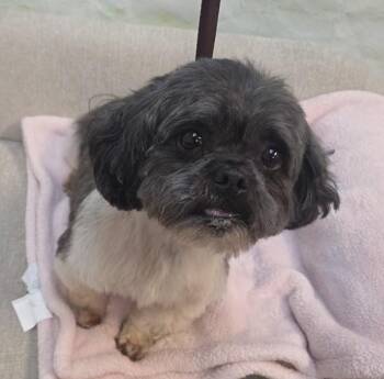 Shih Tzu Dogs Available for Adoption in Salem, Oregon - Yoshi | PetCurious