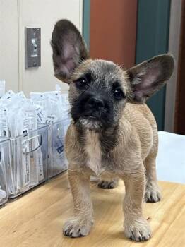 GIZMO -  French Bulldog and Mixed Breed Dog for Adoption in Rancho Cucamonga, California - GIZMO | PetCurious