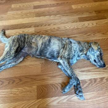 Tigress -  Plott Hound Dog for Adoption in Parrish, Alabama - Tigress | PetCurious