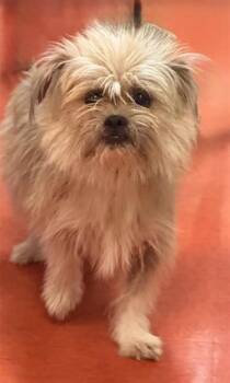 SCRUFFY -  Mixed Breed Dog for Adoption in Jacksonville, Florida - SCRUFFY | PetCurious