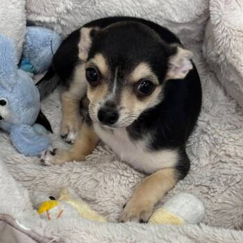 Minnie 4149 -  Chihuahua Dog for Adoption in Boca Raton, Florida - Minnie 4149 | PetCurious
