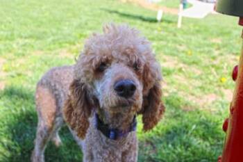 Standard Poodle and Mixed Breed Dogs Available for Adoption in Kansas City, Missouri - Agatha | PetCurious