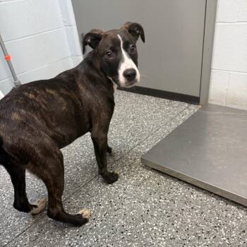 Princess -  Pit Bull Terrier and Mixed Breed Dog for Adoption in Parkersburg, West Virginia - Princess | PetCurious
