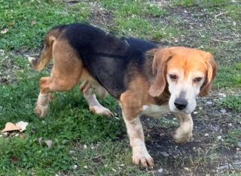 Hutch -  Beagle Dog for Adoption in Staley, North Carolina - Hutch | PetCurious