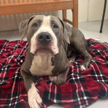 Titan -  Pit Bull Terrier Dog for Adoption in Milan, Illinois - Titan | PetCurious