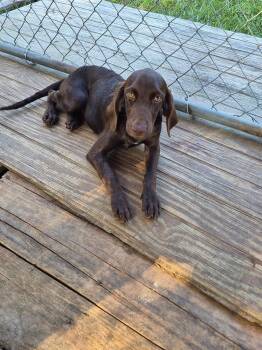 Dolly -  Pointer and Boykin Spaniel Dog for Adoption in Semmes, Alabama - Dolly | PetCurious