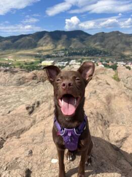 Elise -  Mixed Breed Dog for Adoption in Colorado Springs, Colorado - Elise | PetCurious