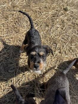 Mixed Breed Dogs Available for Adoption - Jessie | PetCurious