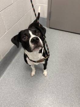 BEANIE -  Border Collie and Mixed Breed Dog for Adoption in Indianapolis, Indiana - BEANIE | PetCurious
