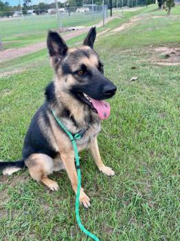 Diego -  German Shepherd Dog Dog for Adoption in Monticello, Mississippi - Diego | PetCurious