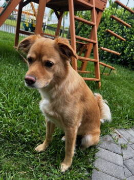 Rescue Labrador Retriever Dogs for Adoption in West Palm Beach, Florida - Tucker | PetCurious