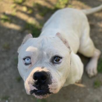 Pit Bull Terrier Dogs Available for Adoption in Los Angeles, California - Fernie | PetCurious