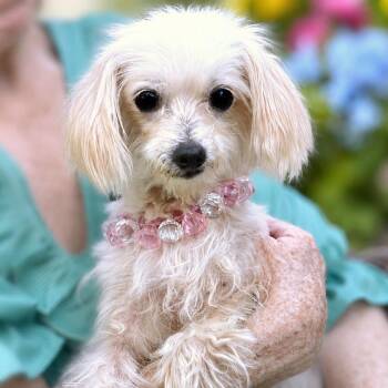 Whisper -  Poodle and Mixed Breed Dog for Adoption in Boerne, Texas - Whisper | PetCurious