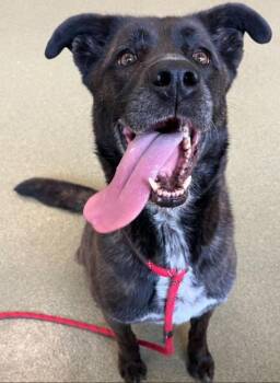 Pointer Dogs Available for Adoption in Hoffman Estates, Illinois - Bronwyn | PetCurious