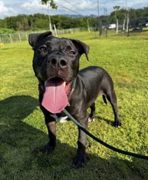 American Staffordshire Terrier and Mixed Breed Dogs Available for Adoption in Honolulu, Hawaii - Boog | PetCurious