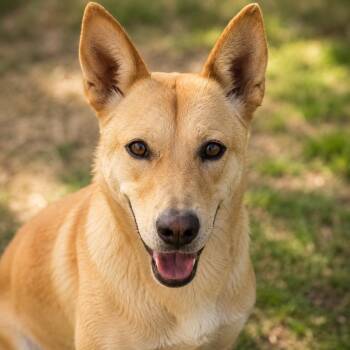 Jasper -  Shepherd and Carolina Dog Dog for Adoption in Brookeville, Maryland - Jasper | PetCurious