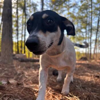 Jessica -  Terrier and Chihuahua Dog for Adoption in Birmingham, Alabama - Jessica | PetCurious
