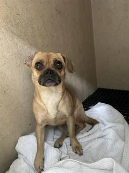 Pug Dogs Available for Adoption in Plano, Texas - Sunshine A217623 | PetCurious