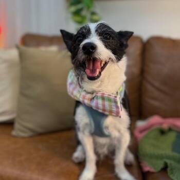 Wirehaired Terrier and Chihuahua Dogs Available for Adoption in Friendswood, Texas - Spencer Hoverscruff | PetCurious