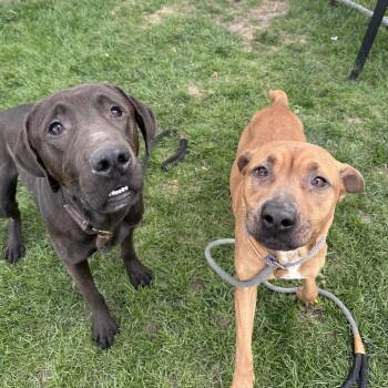 Labrador Retriever Dogs Available for Adoption in Canton, Illinois - Max | PetCurious