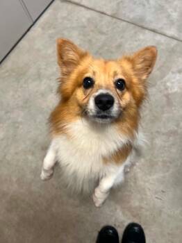 Sammy -  Pembroke Welsh Corgi Dog for Adoption in Homer Glen, Illinois - Sammy | PetCurious