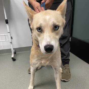 Zara -  Husky and Terrier Dog for Adoption in Abilene, Texas - Zara | PetCurious