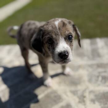 Bunny -  Hound and Mixed Breed Dog for Adoption in Baton Rouge, Louisiana - Bunny | PetCurious