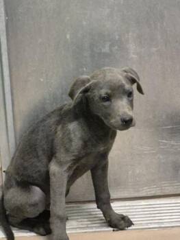 Pit Bull Terrier and Mixed Breed Dogs Available for Adoption - BUZZ LIGHTYEAR | PetCurious