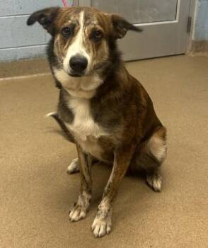 Charizard -  Mixed Breed Dog for Adoption in Chamblee, Georgia - Charizard | PetCurious