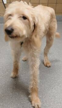 Lainey -  Poodle Dog for Adoption in Greenfield, Indiana - Lainey | PetCurious