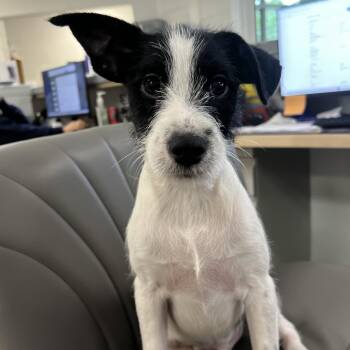 Nixon -  Mixed Breed Dog for Adoption in Hampton Bays, New York - Nixon | PetCurious