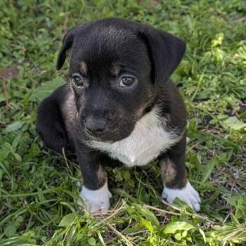 Mixed Breed Dogs Available for Adoption - Donna Jean | PetCurious