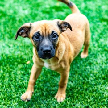 Tuna -  Mixed Breed Dog for Adoption in Naperville, Illinois - Tuna | PetCurious
