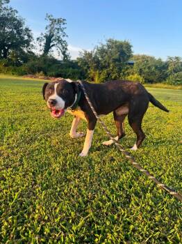 Valor -  Mixed Breed Dog for Adoption in Huntsville, Alabama - Valor | PetCurious
