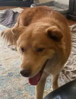 Golden Retriever and Australian Shepherd Dogs Available for Adoption - Bear | PetCurious