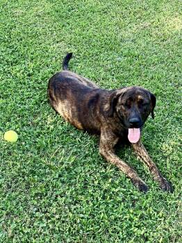 Charlie -  Catahoula Leopard Dog and Labrador Retriever Dog for Adoption in South Kingstown, Rhode Island - Charlie | PetCurious