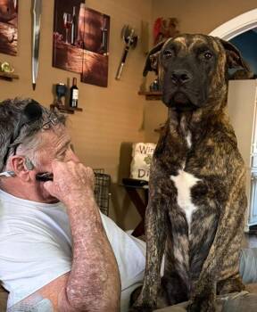 Baxter (Scar) -  Pit Bull Terrier Dog Available for Adoption in New Braunfels, Texas - Baxter (Scar) | PetCurious