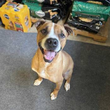 Boxer Dogs Available for Adoption in Shelby, North Carolina - Walker | PetCurious