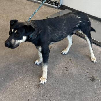 Shadow -  Mixed Breed Dog for Adoption in Las Cruces, New Mexico - Shadow | PetCurious
