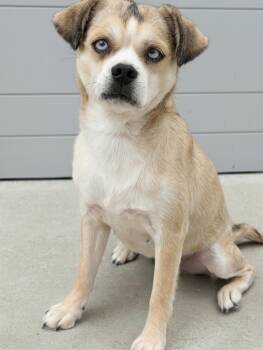 Husky and Chihuahua Dogs Available for Adoption in Baton Rouge, Louisiana - Kara | PetCurious