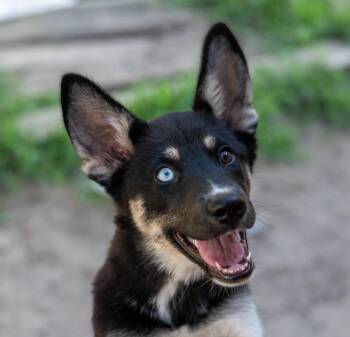 Dory -  Australian Kelpie Dog for Adoption in Tyler, Texas - Dory | PetCurious
