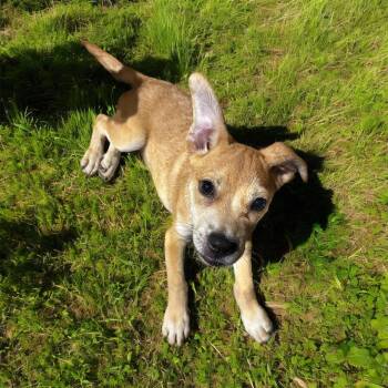 Rescue Mixed Breed Dogs for Adoption in Brownstown, Indiana - Frederick | PetCurious