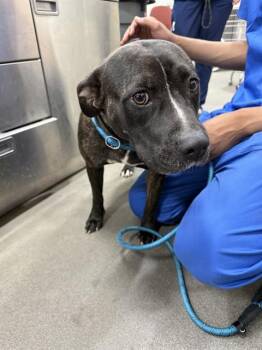 Pit Bull Terrier and Presa Canario Dogs Available for Adoption - SASHA | PetCurious